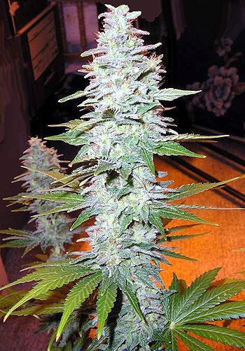 Black Widow Regular