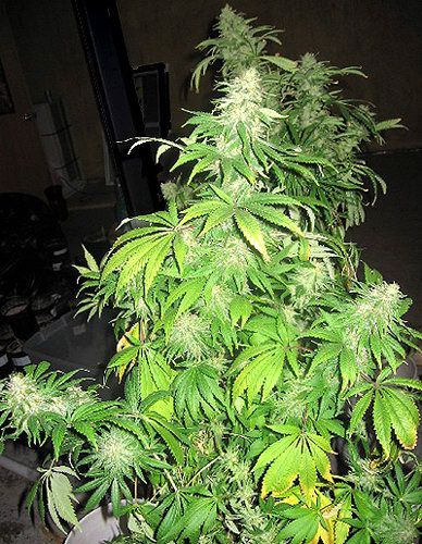 Critical Mass Regular