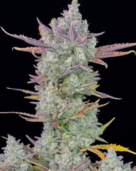 Gorilla Cookies Auto