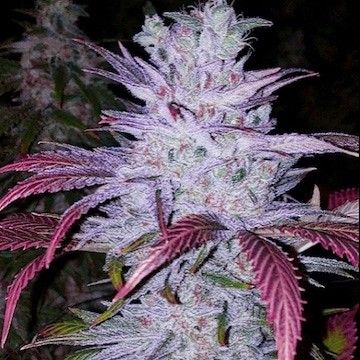 Early Lemon Berry RBX
