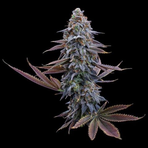 G13 Genius