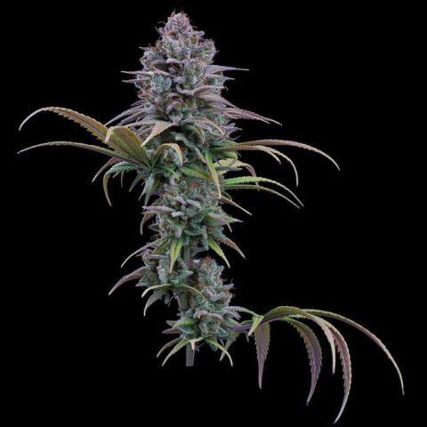Grimm Glue