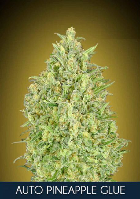 Pineapple Glue Auto