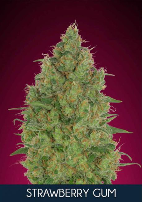 Strawberry Gum